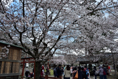 190402奈良公園07