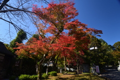 221115a旧竹林院08