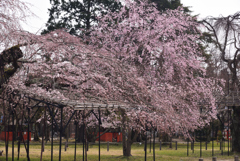 190329a上賀茂神社10