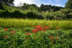 190925b明日香村稲渕25