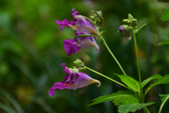 231003京都植物園21