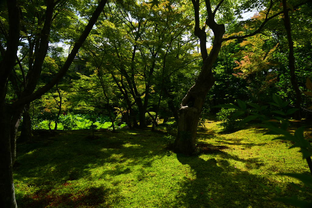 240707a法金剛院06
