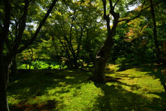 240707a法金剛院06