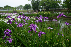 230610a白鷺公園16