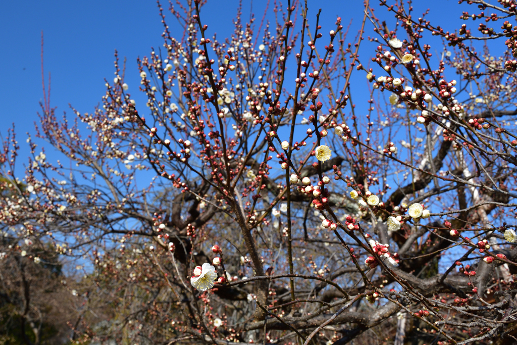 260117c北野天満宮07