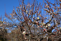 260117c北野天満宮07