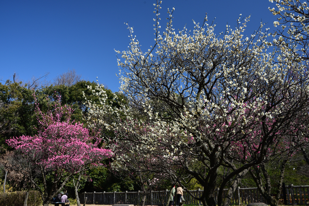 200221荒山公園36