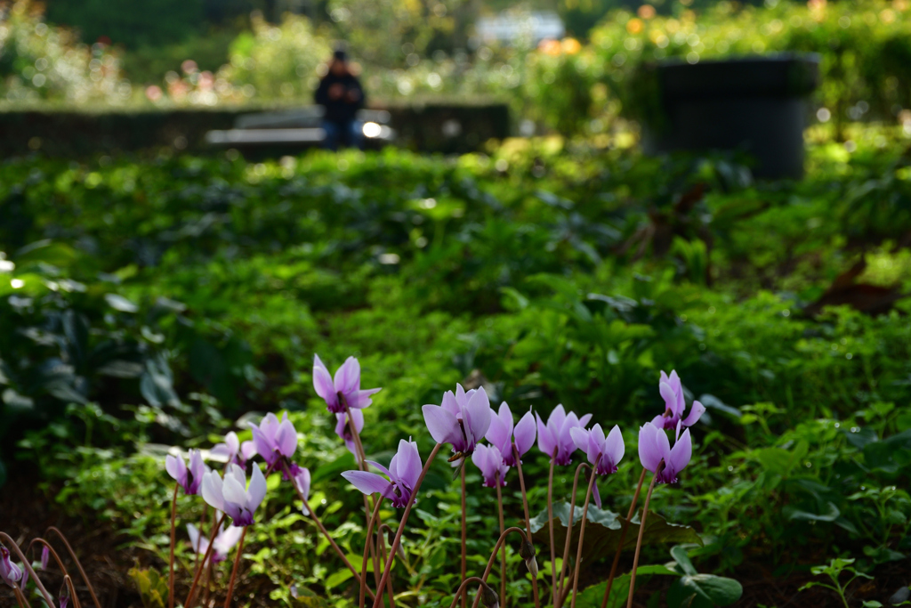 251114a京都植物園09