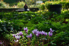 251114a京都植物園09