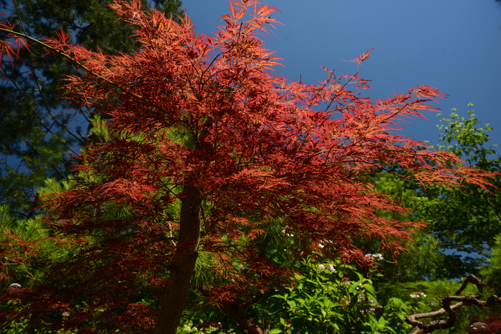200623京都植物園37