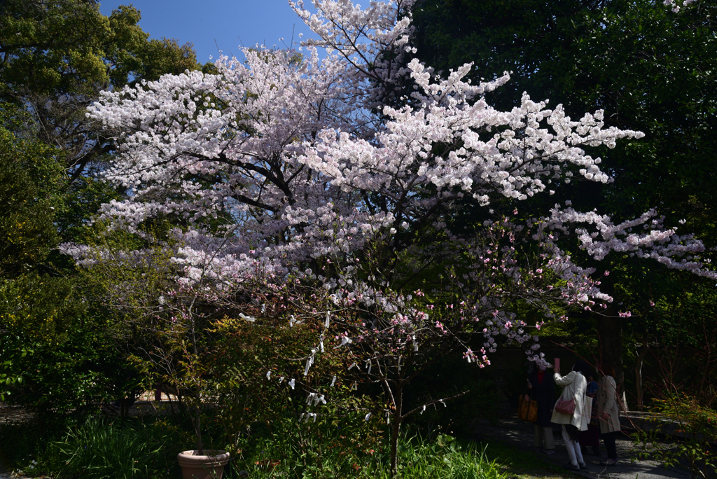 220405a京都御苑06