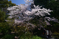 220405a京都御苑06