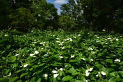 200702鶴見緑地25