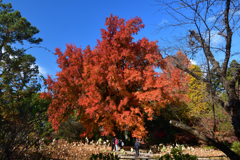 251207a京都植物園06