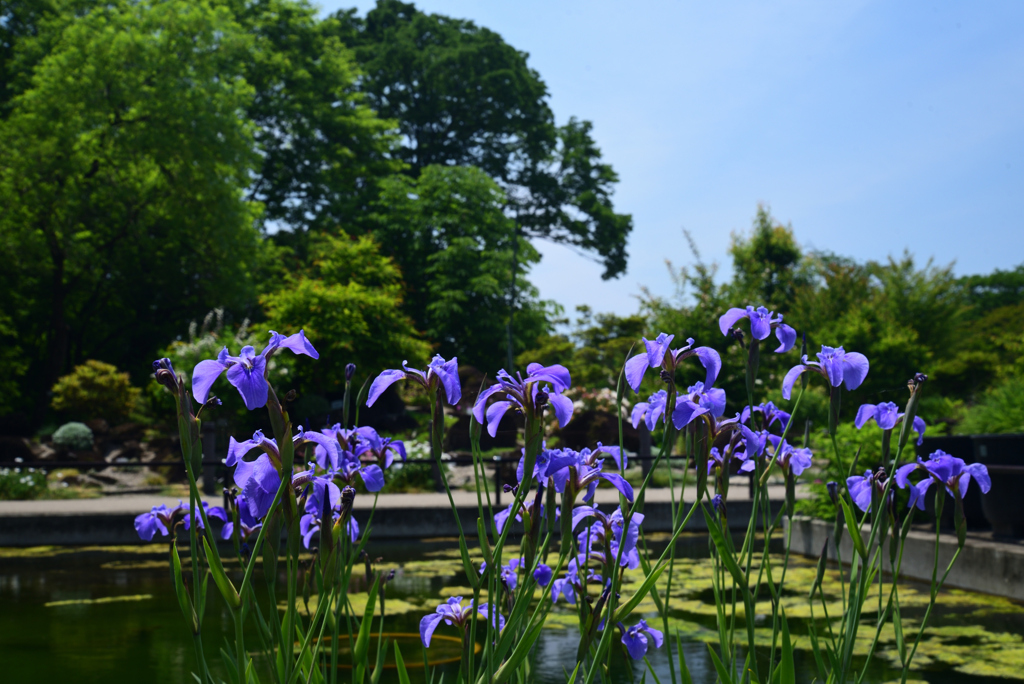 220518京都植物園09