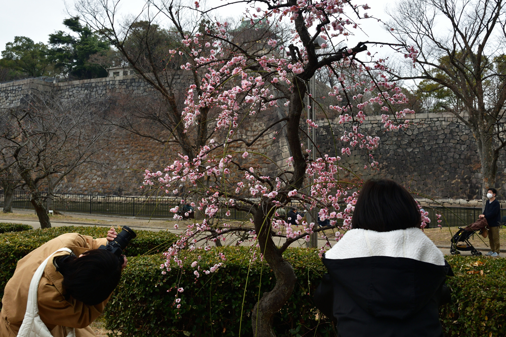 230218大阪城03