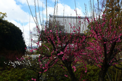 230221c智積院27