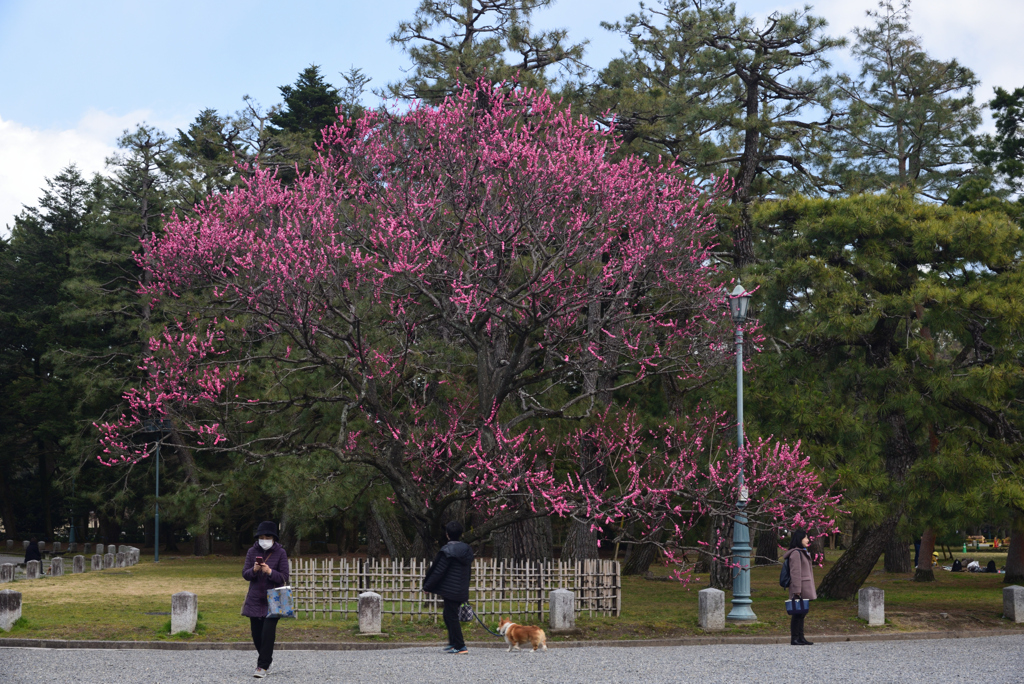 200223c京都御苑01