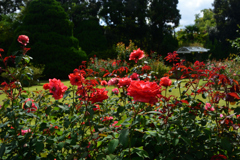 2501028京都植物園08