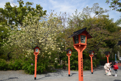 210408b平野神社06