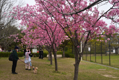 240402f岡崎公園19