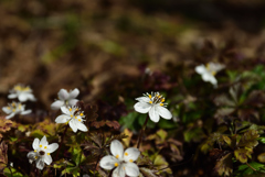 190222a京都植物園38