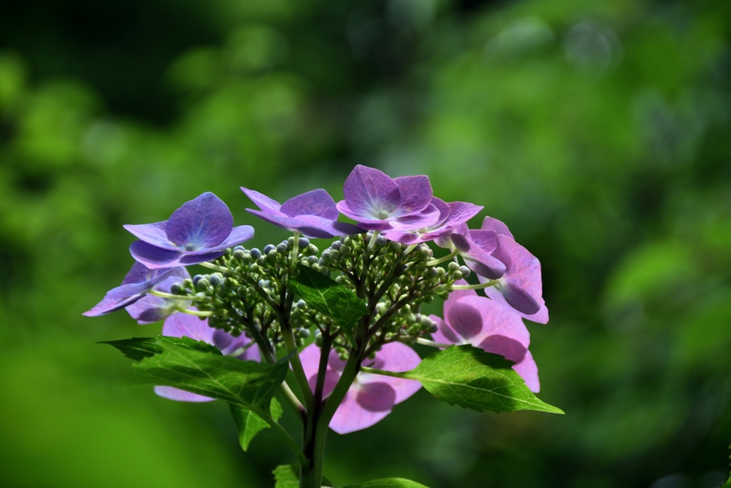 180607b梅宮大社30+