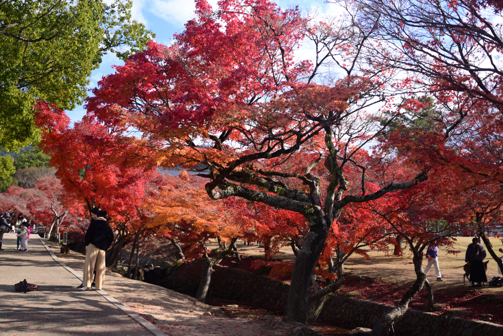 241210d奈良公園09