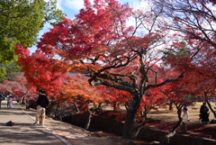 241210d奈良公園09