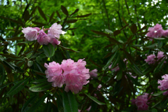 250504京都植物園53