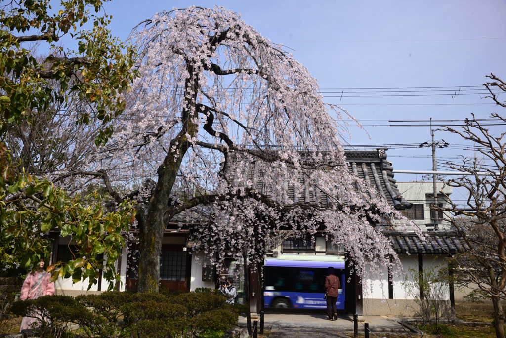 240330h上品蓮台寺03