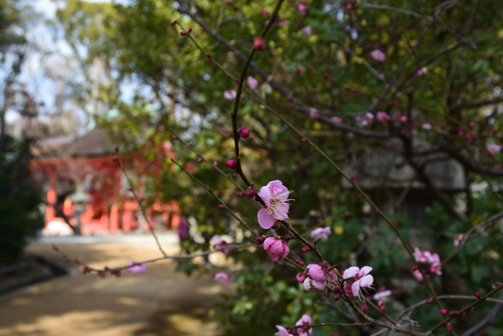 210211b北野天満宮11