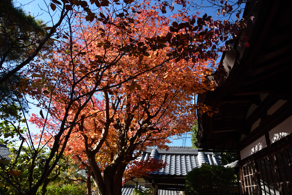 191123a銀閣寺08