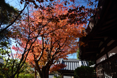 191123a銀閣寺08
