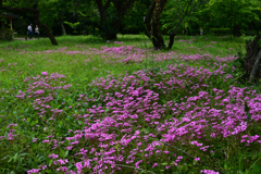 250601京都植物園42