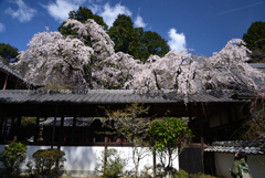 220401a十輪寺01