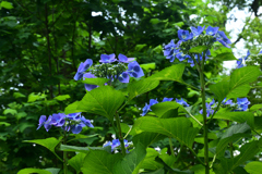 230613京都植物園44