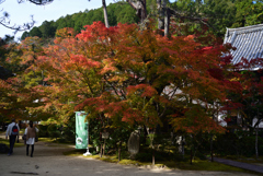 211106c西明寺35