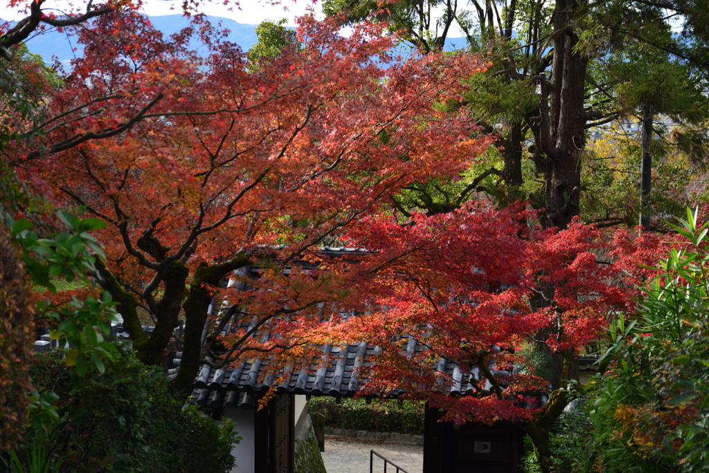 191129f安養寺20