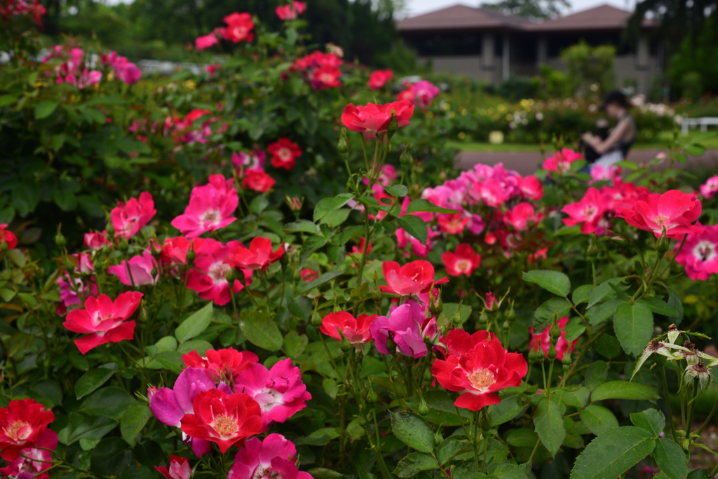 240620京都植物園04