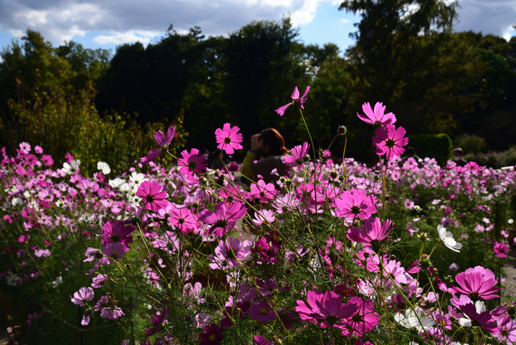 211022京都植物園38