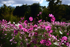 211022京都植物園38
