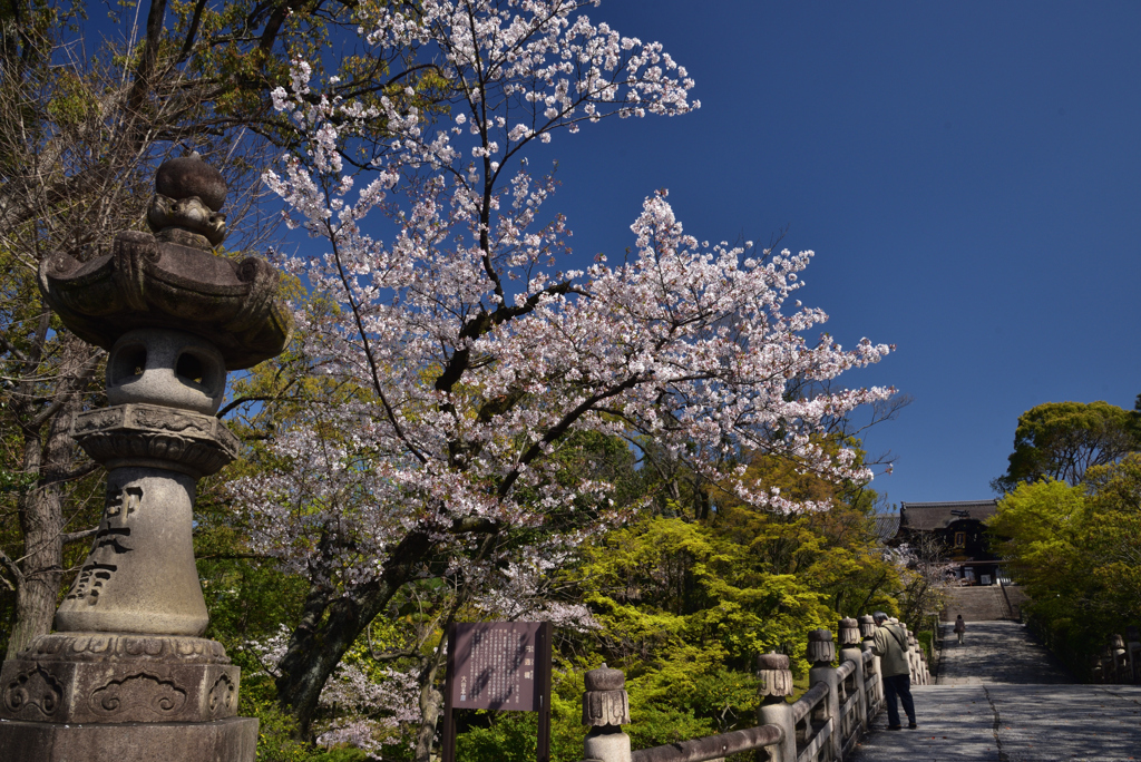 200407c大谷本廟03