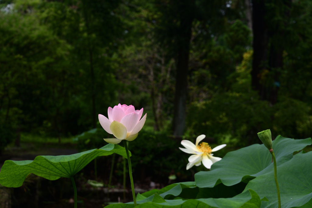 210716a京都植物園03