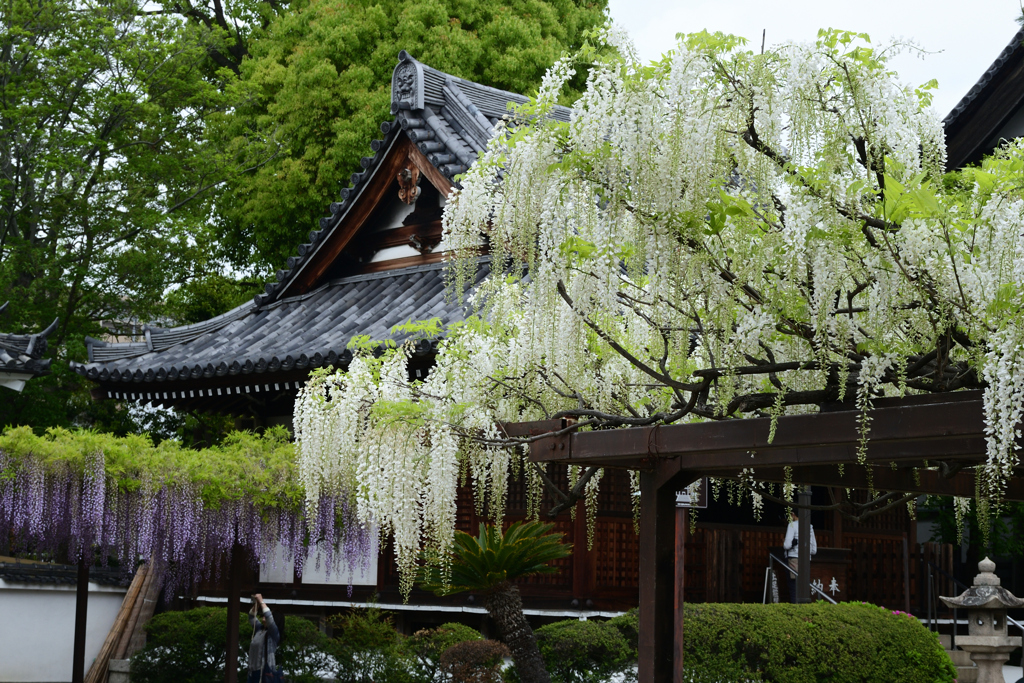 230421a葛井寺20