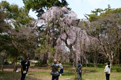 250325a京都御苑37