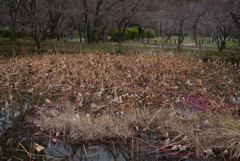 200119京都植物園26 200119京都植物園26