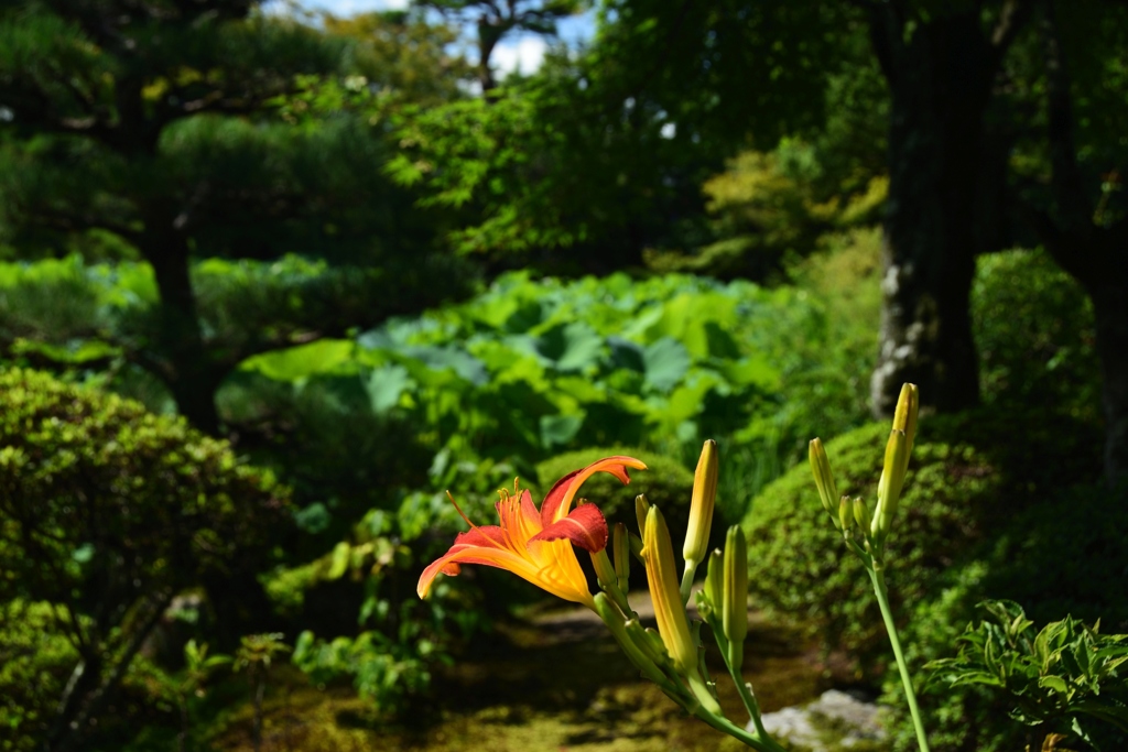 180721a法金剛院12+