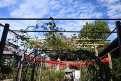 221021bおふさ観音01