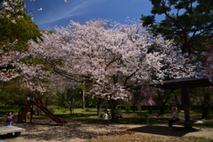 220405a京都御苑39